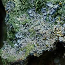 Attēlu rezultāti vaicājumam “Parmeliella triptophylla”