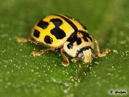 Attēlu rezultāti vaicājumam “Propylea quatuordecimpunctata”