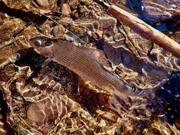 Image result for Dulverton Angling Association