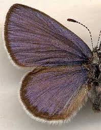 Attēlu rezultāti vaicājumam “Vacciniina optilete”