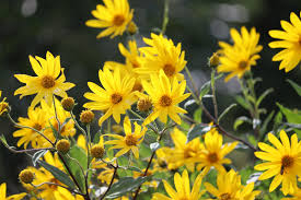 Attēlu rezultāti vaicājumam “Helianthus tuberosus flower”