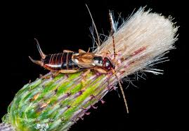 Attēlu rezultāti vaicājumam “Forficula auricularia”