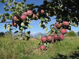 Attēlu rezultāti vaicājumam “Libanotis montana fruit”