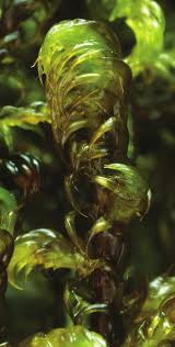 Attēlu rezultāti vaicājumam “Scorpidium cossonii”