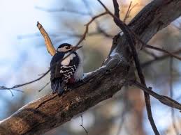 Attēlu rezultāti vaicājumam “Dendrocopos medius”