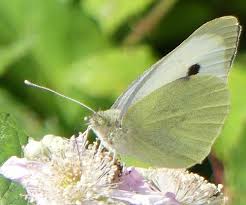Attēlu rezultāti vaicājumam “Pieris brassicae female”
