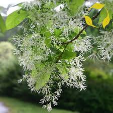 Attēlu rezultāti vaicājumam “Chionanthus virginicus flower”