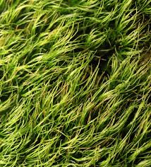 Attēlu rezultāti vaicājumam “Dicranella staphylina macro”