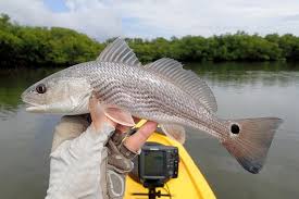 Image result for Sciaenops ocellatus