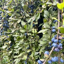 Attēlu rezultāti vaicājumam “Prunus spinosa fruit”