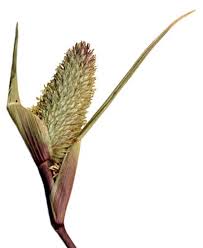 Attēlu rezultāti vaicājumam “Claustria didermoides stalked”