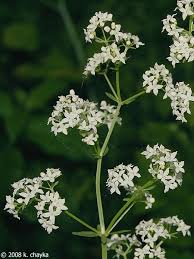 Attēlu rezultāti vaicājumam “Galium boreale leaf”