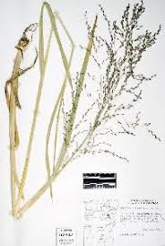 Attēlu rezultāti vaicājumam “Glyceria lithuanica”