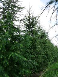 Attēlu rezultāti vaicājumam “Larix decidua”