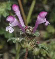 Attēlu rezultāti vaicājumam “Lamium amplexicaule flower”