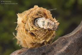 Attēlu rezultāti vaicājumam “Limnephilus larva”