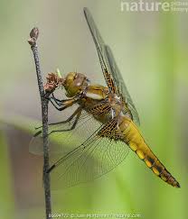 Attēlu rezultāti vaicājumam “Libellula depressa female”
