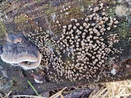 Attēlu rezultāti vaicājumam “Phleogena faginea young”