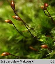 Attēlu rezultāti vaicājumam “Sciuro-hypnum populeum”