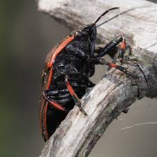 Attēlu rezultāti vaicājumam “Jalla dumosa”