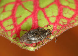 Attēlu rezultāti vaicājumam “Saldula saltatoria”