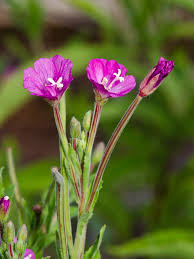 Attēlu rezultāti vaicājumam “Epilobium hirsutum”