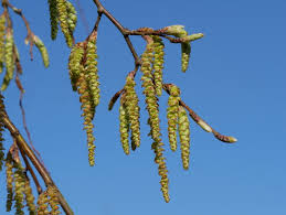 Attēlu rezultāti vaicājumam “Carpinus betulus fruit”