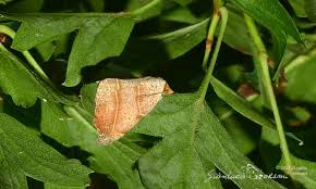 Attēlu rezultāti vaicājumam “Laspeyria flexula”