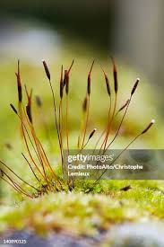 Attēlu rezultāti vaicājumam “Polytrichum piliferum sporophyte”