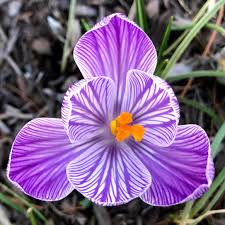 Attēlu rezultāti vaicājumam “Crocus”