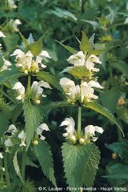 Attēlu rezultāti vaicājumam “Lamium album flower”