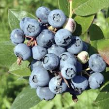 Attēlu rezultāti vaicājumam “Blysmus compressus fruit”