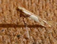 Attēlu rezultāti vaicājumam “Caloptilia hemidactylella”