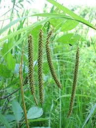 Attēlu rezultāti vaicājumam “Carex lasiocarpa leaf”