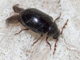 Attēlu rezultāti vaicājumam “Ptinus sp.”