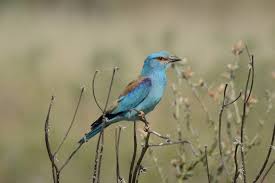 Attēlu rezultāti vaicājumam “Coracias garrulus adult”