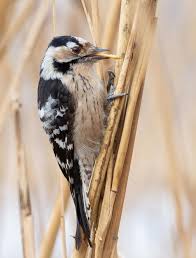 Attēlu rezultāti vaicājumam “Dendrocopos minor female”