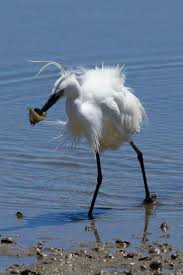 Image result for Egretta garzetta