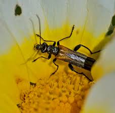 Attēlu rezultāti vaicājumam “Oedemera femorata”