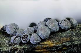 Attēlu rezultāti vaicājumam “Badhamia foliicola”