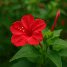 Image result for Mirabilis jalapa