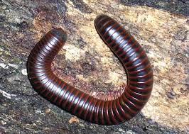 Attēlu rezultāti vaicājumam “Myriapoda”