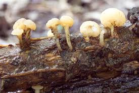 Attēlu rezultāti vaicājumam “Cudoniella clavus”