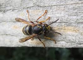 Attēlu rezultāti vaicājumam “Dolichovespula media”