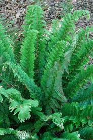 Attēlu rezultāti vaicājumam “Polystichum aculeatum”