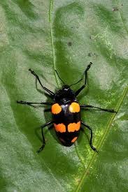 Attēlu rezultāti vaicājumam “Erotylidae”