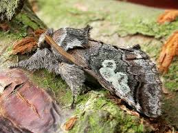 Attēlu rezultāti vaicājumam “Diloba caeruleocephala”