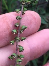 Attēlu rezultāti vaicājumam “Ambrosia artemisiifolia”