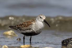 Attēlu rezultāti vaicājumam “Calidris”