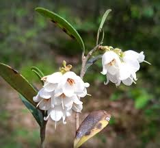 Attēlu rezultāti vaicājumam “Vaccinium vitis-idaea flower”